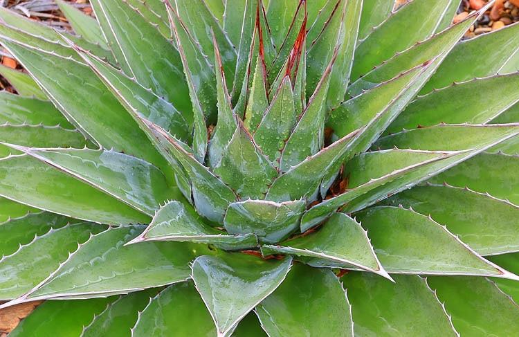 Agave montana, Mountain Agave, Green Agave, Drought tolerant plant, Hardy Agave, Cold hardy agave